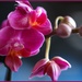 Mini Orchid by bizziebeeme