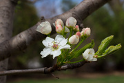 15th Apr 2015 - Blossoms