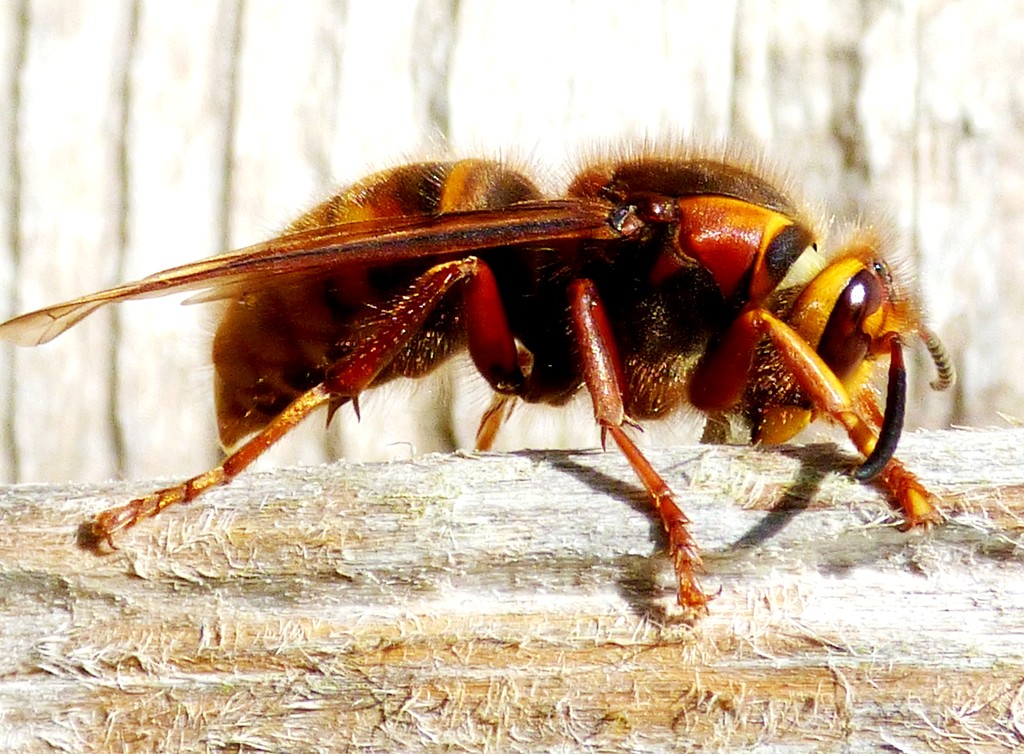 European Hornet Queen chewing wood by julienne1