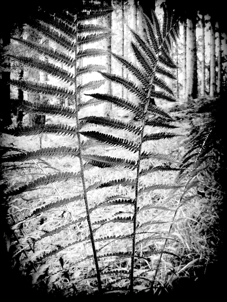 xray ferns by steveandkerry