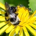 Grey bee by barrowlane
