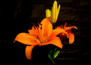 15th Apr 2015 - Low Key Orange Lily