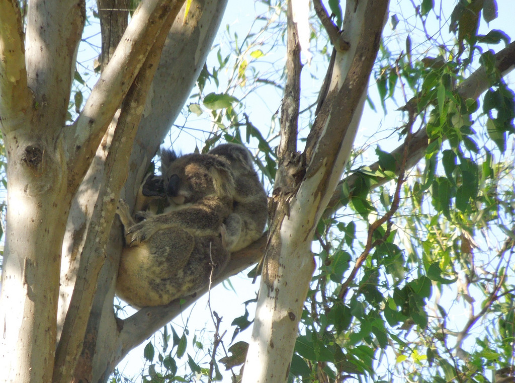 Baby pillow by koalagardens