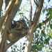 Baby pillow by koalagardens