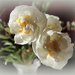 Daffodil by pyrrhula