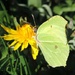 Brimstone Butterfly by roachling