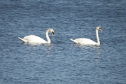 15th Apr 2015 - Mute Swans