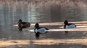 15th Apr 2015 - Ring-Necked Ducks