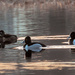 Ring-Necked Ducks by joansmor