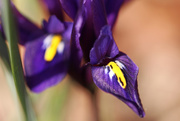15th Apr 2015 - Tiny Iris
