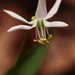 White Scilla by mzzhope