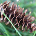 Pinecone in the Grass by sarahsthreads
