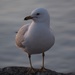 Cheeky Gull by selkie