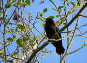 15th Apr 2015 - ~Red Wing Blackbird~