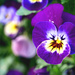 Pansy by newbank