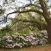 Azaleas and live oak, Charleston, SC by congaree