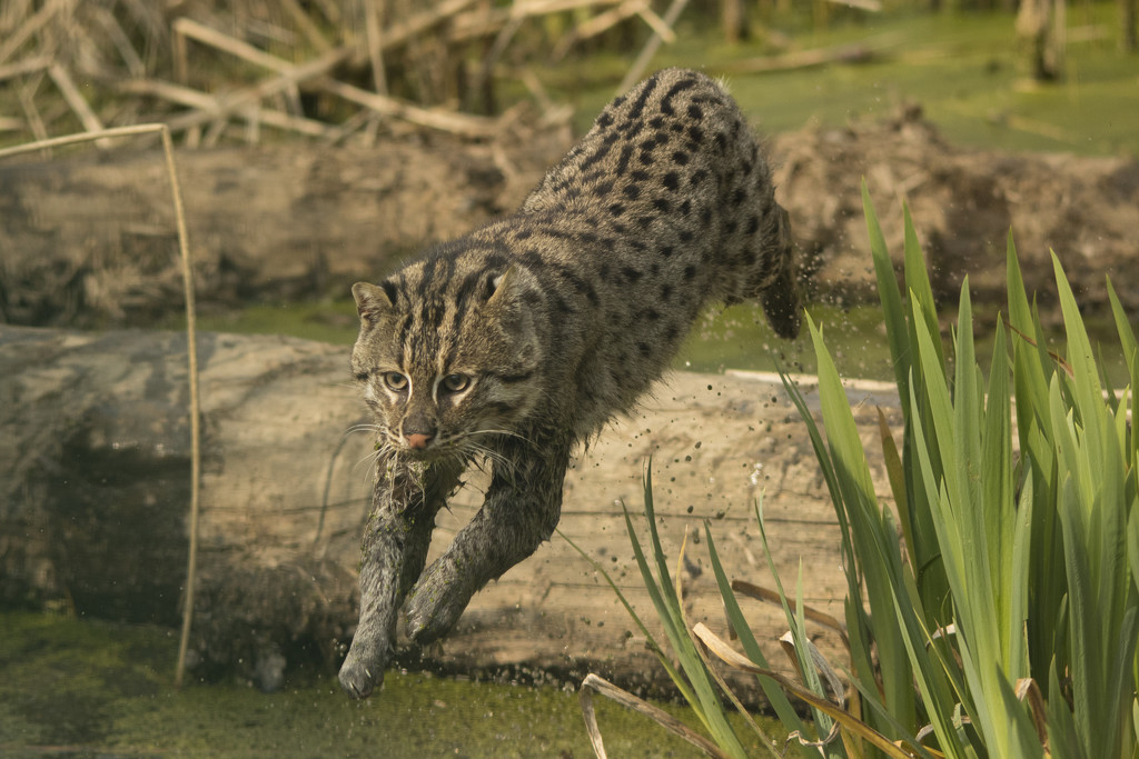 Flying Fishing Cat by helenw2