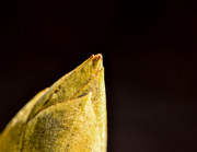 16th Apr 2015 - Rhododendron bud