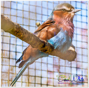 16th Apr 2015 - Lilac-Breasted Roller
