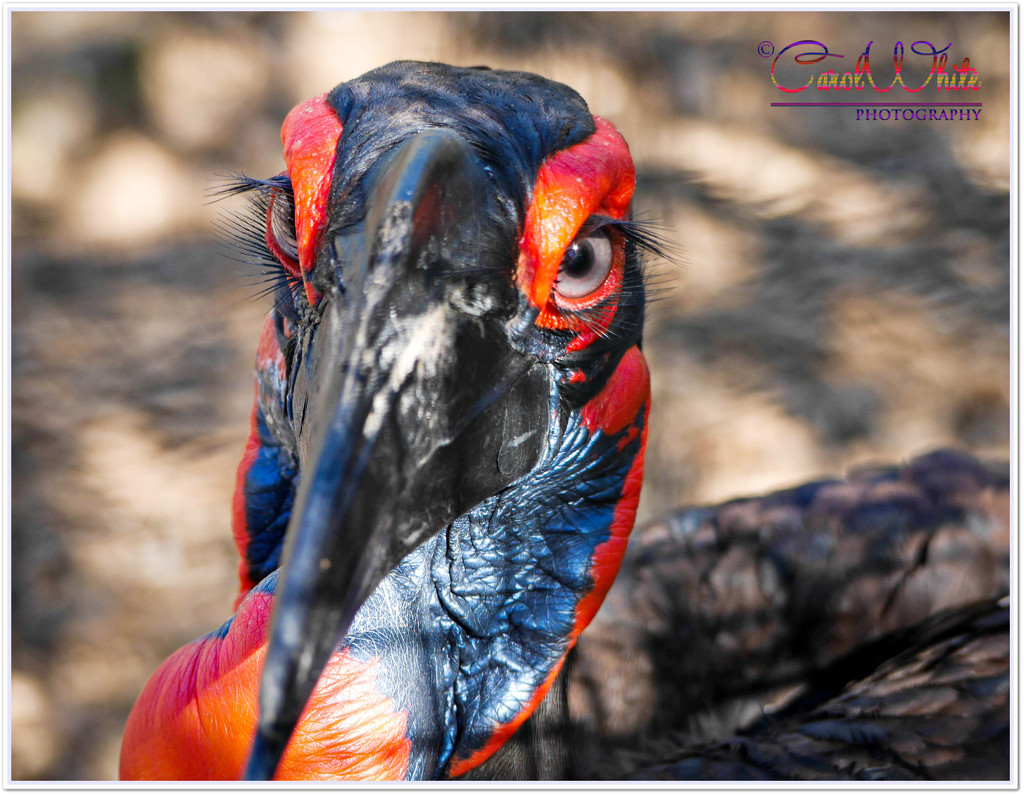 Eyelashes To Die For!!  (Southern Ground Hornbill) by carolmw