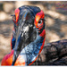 Eyelashes To Die For!!  (Southern Ground Hornbill) by carolmw