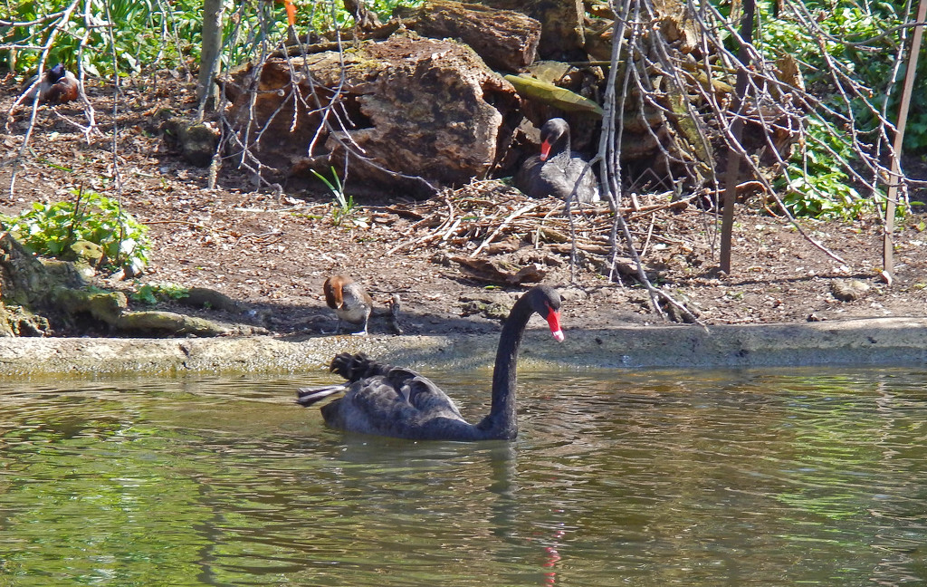 Black swans  by philbacon