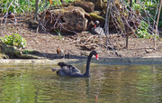 13th Apr 2015 - Black swans 