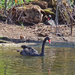 Black swans  by philbacon