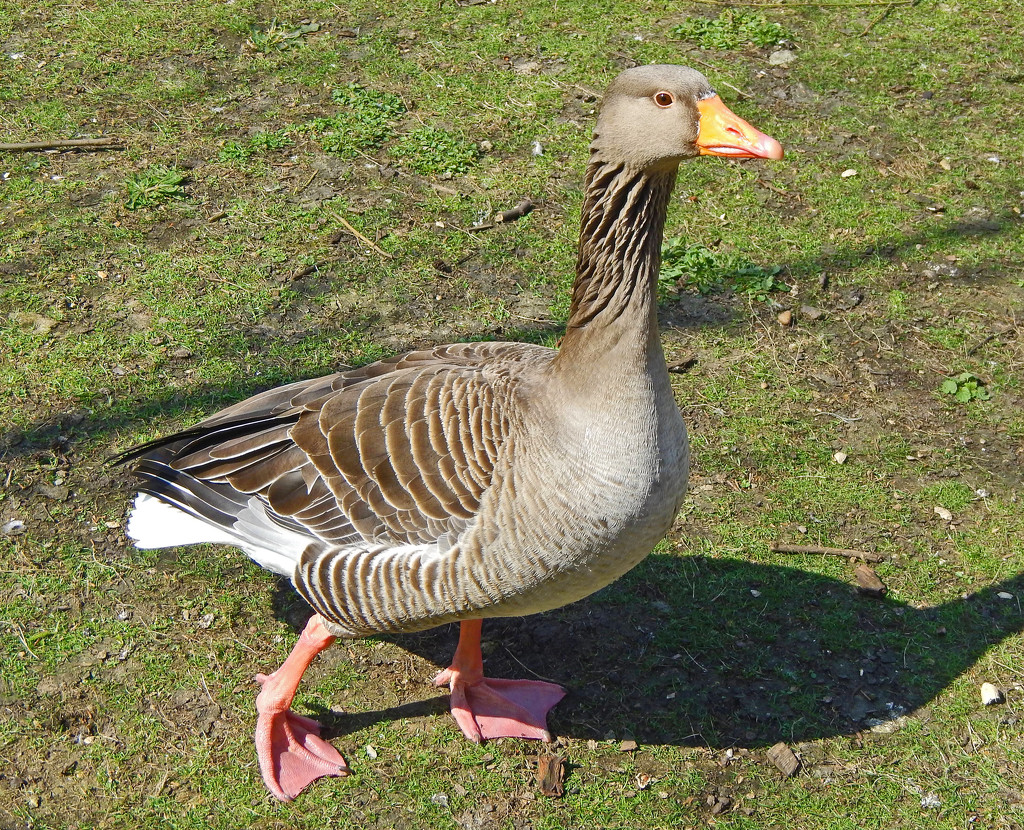 Goose by philbacon