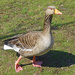 Goose by philbacon