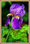 16th Apr 2015 - First Iris of the Year