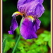 First Iris of the Year by vernabeth
