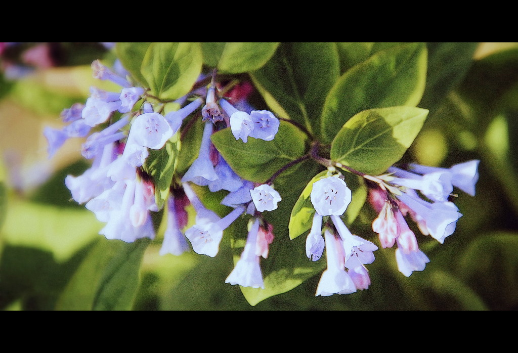 Virginia Bluebells - Processed by calm