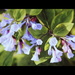 Virginia Bluebells - Processed by calm