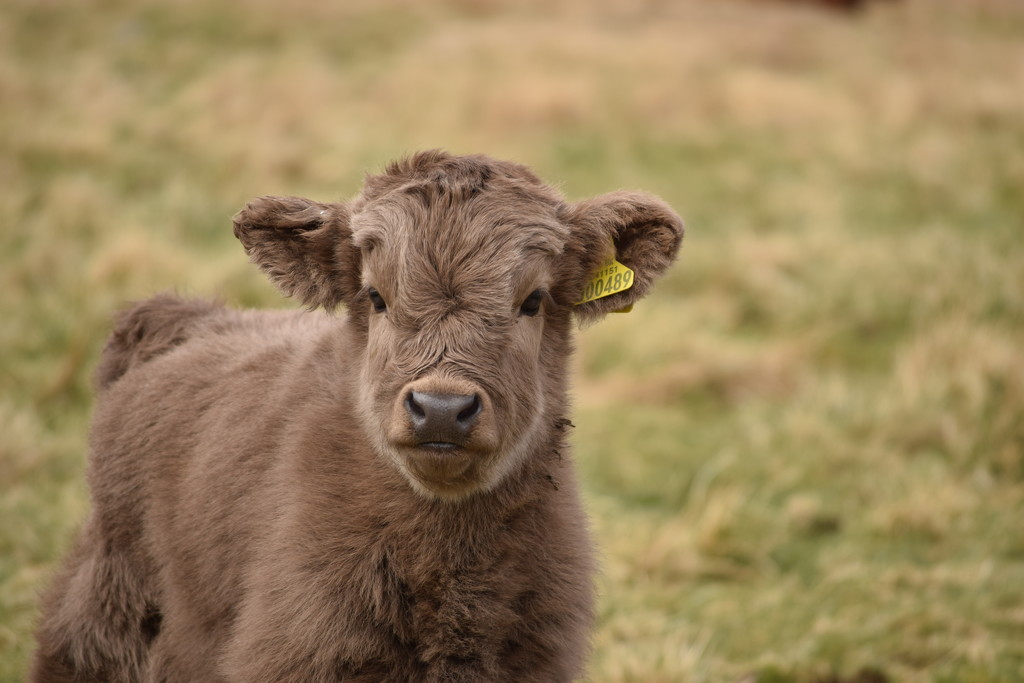 highland calf by christophercox