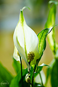 16th Apr 2015 - Peace lily