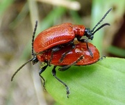 16th Apr 2015 - Scarlet lily beetle