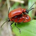 Scarlet lily beetle by julienne1
