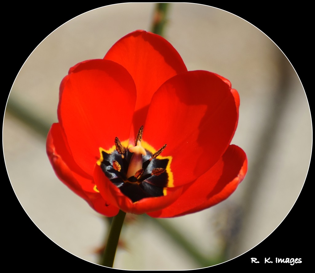 Red Tulip by rosiekind