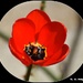 Red Tulip by rosiekind
