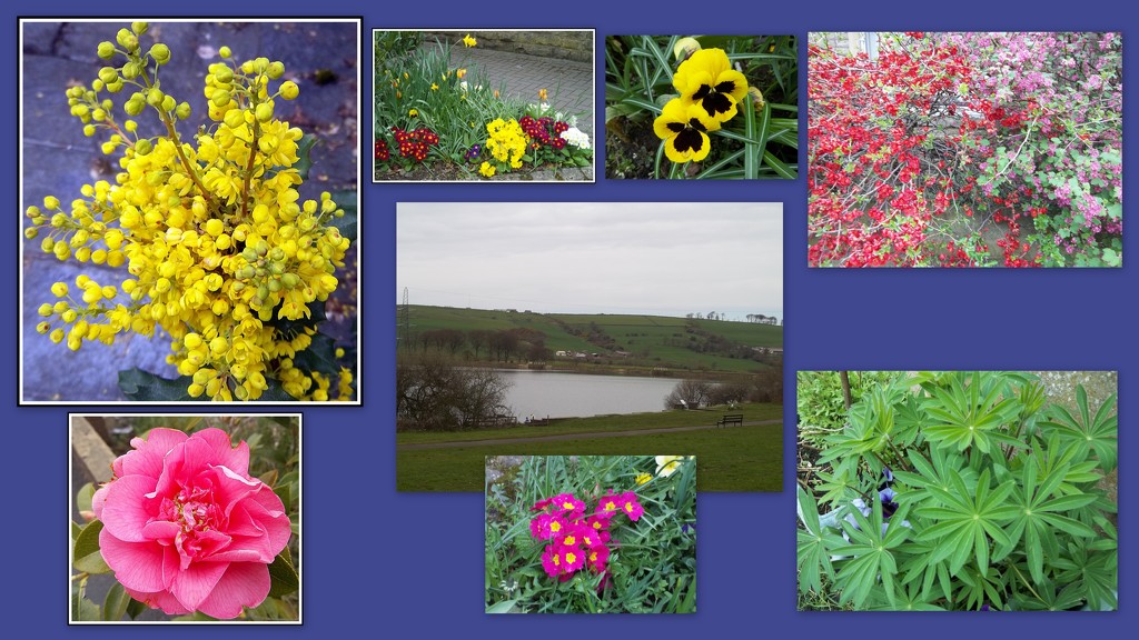 Rishton reservoir and some floral beauties. by grace55