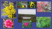 16th Apr 2015 - Rishton reservoir and some floral beauties.