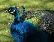 15th Apr 2015 - Peacock in the park