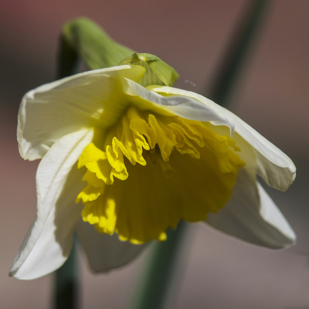 Our first daffodil of 2015 by berelaxed