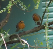 16th Apr 2015 - Mr and Mrs Robin