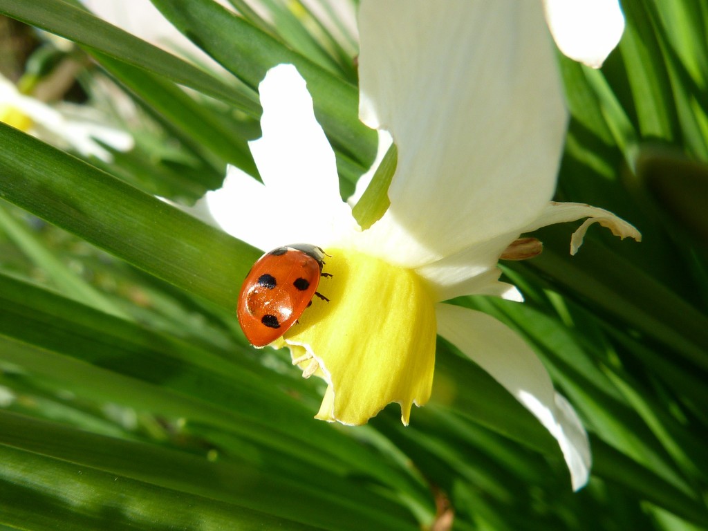 a battered ladybird on a battered flower - poor things by shirleybankfarm