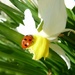 a battered ladybird on a battered flower - poor things by shirleybankfarm