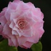 15 April 2015 A pink Camellia by lavenderhouse