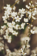 15th Apr 2015 - Spring spring-a-ling