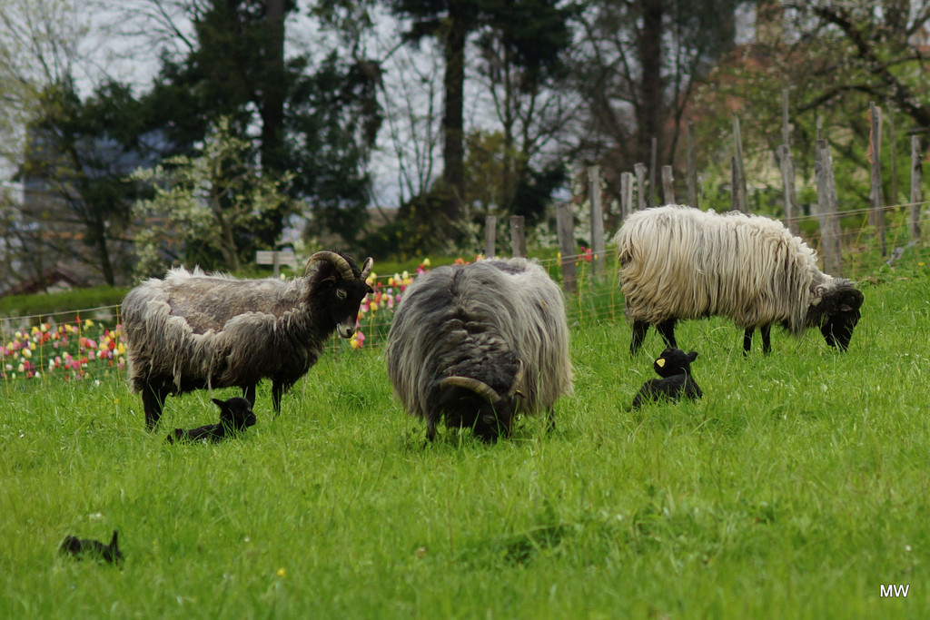 2015-04-16 Heidschnucken with lambs by mona65